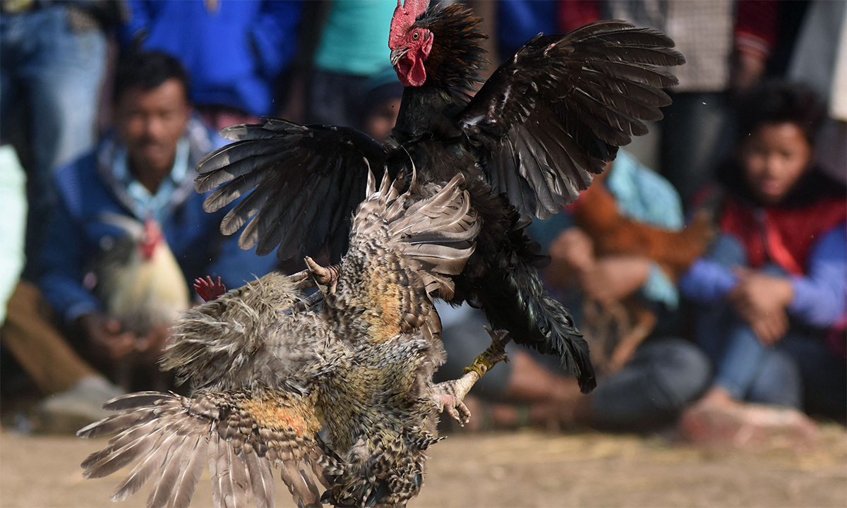 Tìm Hiểu Luật Chơi Đá Gà